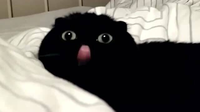 你以为是颗小煤球,没想到是只小黑猫 圆滚滚太可爱了吧 