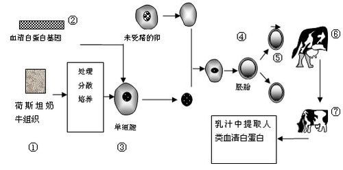 9.如下图是基因工程主要技术环节的一个基本步骤.这一步骤需用到的工具是 A.DNA连接酶和解旋酶 B.DNA聚合酶和限制性核酸内切酶 C.限制性核酸内切酶和DNA连接酶 