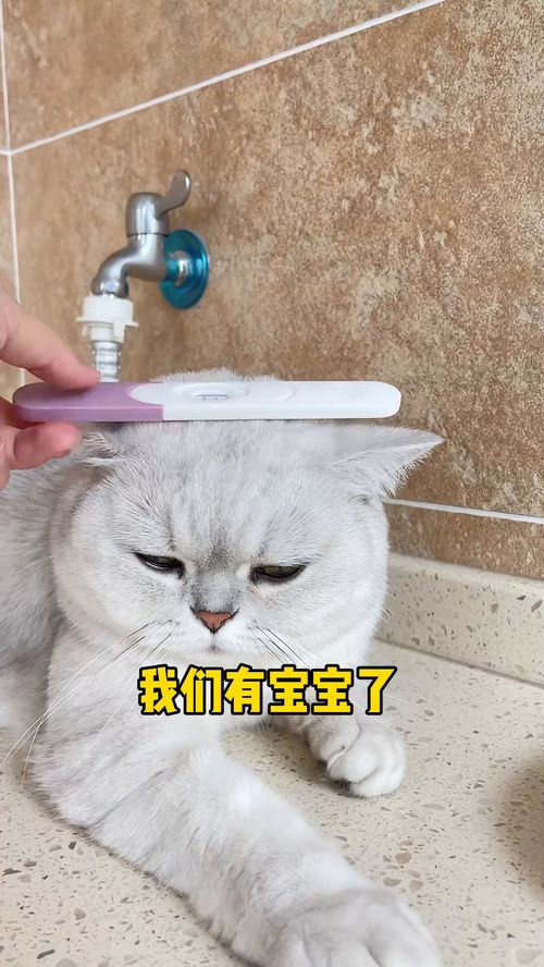 这是条蓄谋已久的视频 猫咪日常 绿茶猫 