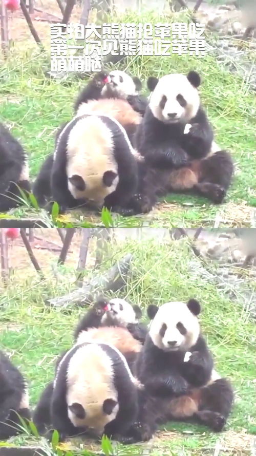 实拍大熊猫抢苹果吃,第一次见熊猫吃苹果,萌萌哒 