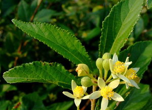 香椿开花的好还是不开花的好-图2