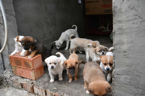 探访成都宠物盲盒事件的救助中心 100余只动物受悉心照料,部分患病受治