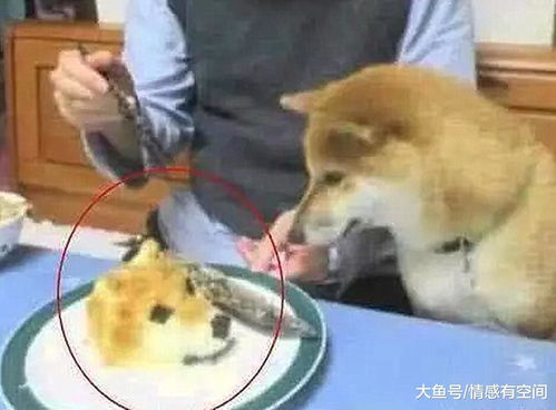 当狗子发现 自己 被端上餐桌时, 狗子的表情瞬间入戏