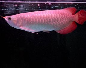 红金龙鱼多少钱一条 怎么饲养红金龙鱼