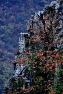 浙江富阳杨家村,九仰坪