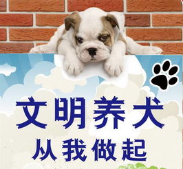 今天起徐州市区3种狗将予以收容 万一爱狗被带走,不要慌,你要明白以下几点