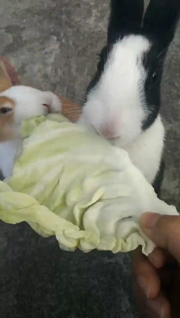 一片菜叶两只小兔子抢着吃,真是太好玩了 