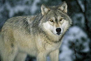 在野外,狗会不会退化为狼 演化是不可逆的