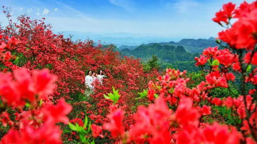 满山遍野映山红花开成海,再见牛角山,再见牛角山杜鹃花