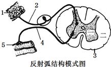 2017年4月份河北省人感染H7N9禽流感发病数为9例.死亡3例.禽流感来了.并且已经严重威胁到我们的生命健康. 1 H7N9禽流感病毒没有细胞结构.由蛋白质外壳和遗传物质组成 