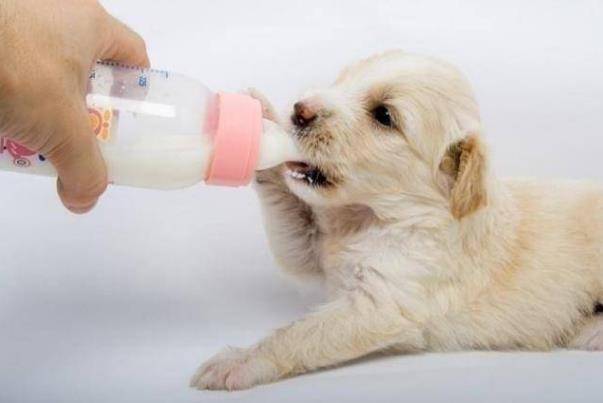 狗狗可以喝人喝的奶粉吗 这些误区可别踩了哦 