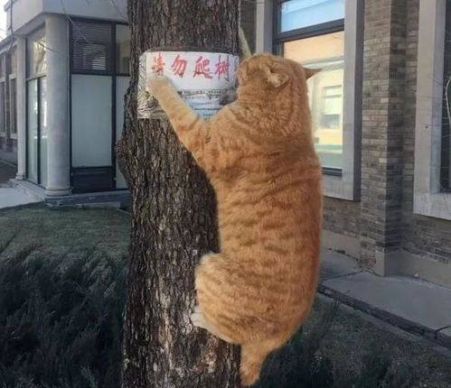 橘猫无视警告去爬树,原来这货也不是自愿的嘛,完全是被逼迫的