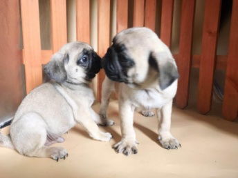 图 成都出售 纯种巴哥幼犬 疫苗齐全出售中 可签协议健康保障 成都宠物狗 