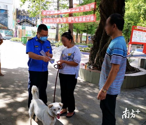 顺德规范养犬成效怎么样 全区摸排7镇街建犬只留检场所