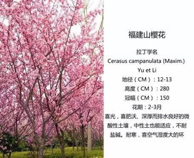 人民广场四季花海繁花盛放,你叫得出几种花的名字 