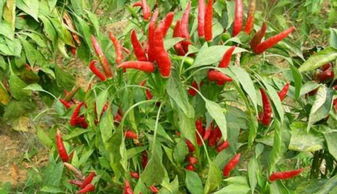 红辣椒高产种植技术,辣椒栽种时为获得优质高产对土壤条件有什么要求