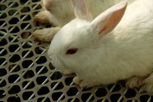 宠物 小白兔