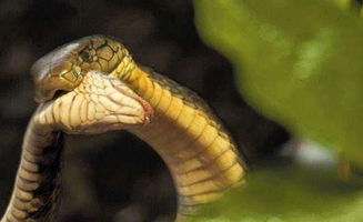 眼镜王蛇在求偶过程中,为什么会怒吞母蛇 眼镜王蛇爱吃蛇吗