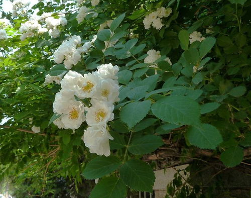 白蔷薇花语及代表意义,白蔷薇花语及代表意义