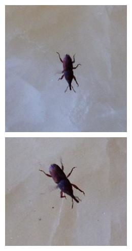 家里忽然多了許多像甲蟲那樣的黑色小蟲子,1 2mm大小,爬滿地