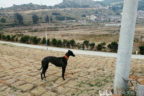 中国本土 哮天犬 ,坚韧美丽又优雅的本土犬种 下