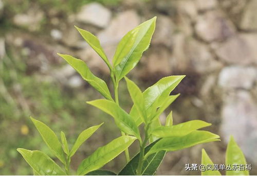 凤凰单丛茶十大香型