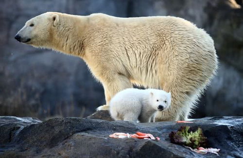 北极熊吃人吗,北极熊吃人吗的短视频