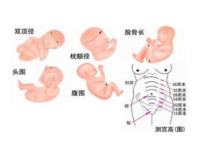 胎儿双顶径标准？胎儿双顶径标准对照表