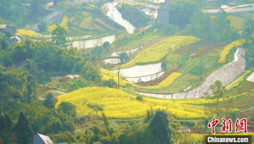 关于油菜花和青山绿水的诗句