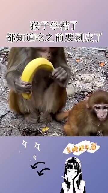 猴子学精了,都知道吃之前要剥皮了 