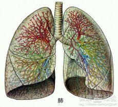 怎么食疗治肺炎