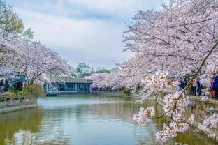 鼋头渚赏樱停车攻略2019无锡鼋头渚赏樱专线票价 运营时间(鼋头渚码头停车场收费标准表)