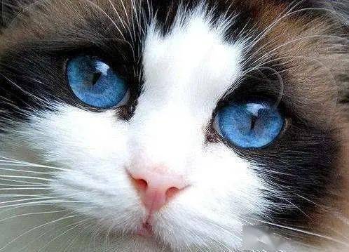 为什么猫咪的眼睛五颜六色 猫咪眼睛的小秘密