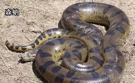 分布于南美洲人巨型无毒蛇 黄水蚺,成年之后几乎没有天敌