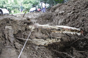 风华园为拓宽道路而砍树 