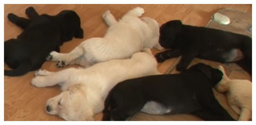 7个狗宝宝起床的第一件事,就是去找隔壁狗妈妈要奶,狗生绝望呀