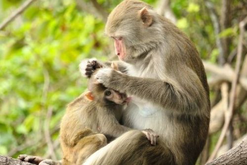惹不起的 猴猴猴 特别是56年,68年,80年出生的,属猴的速看 工作 