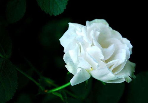 白玫瑰花语及寓意 白玫瑰一般送什么人