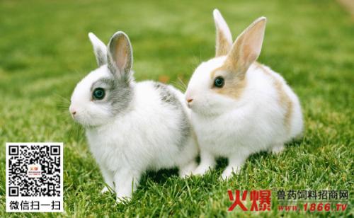 兔子的生活习性和特征 