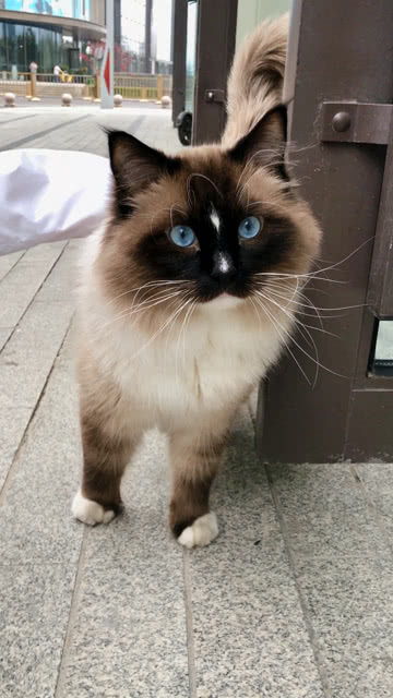 蓝眼睛高鼻梁的小猫,你说她在思考什么 
