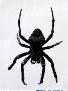 如图,这是什么种类的蜘蛛 该怎么养 家里抓的,希望多介绍些东相关信息 