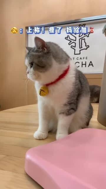 猫崽晚上不睡觉 白天你也别想睡 