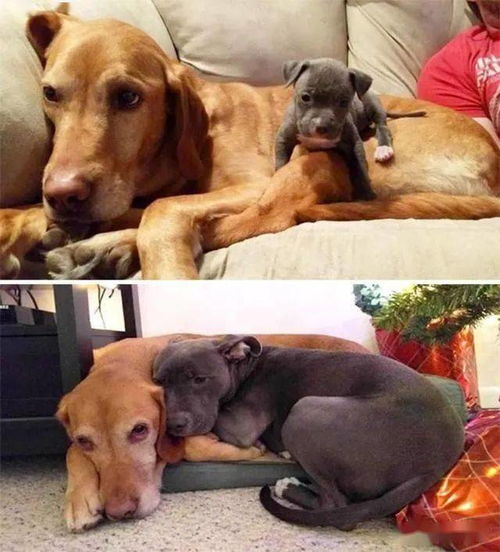 几组照片见证狗狗与主人们的10年,十年变化,不变的只有真挚陪伴