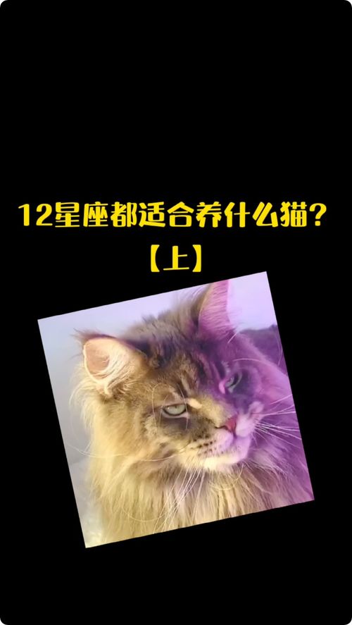 12星座都适合养什么猫 宠物 猫咪 