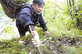 陈立强攀岩尝百草 独自侍侯病母30年