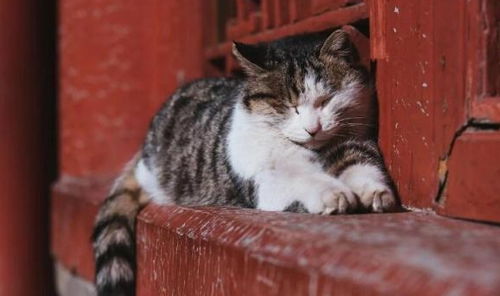 中国的田园猫和日本的田园猫有什么不同