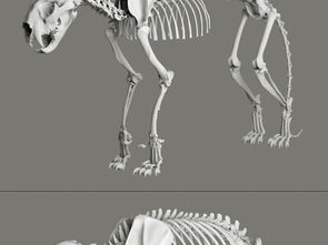 3dmax动物骨骼是怎么弄的(maya把一个模型骨骼给另一个)