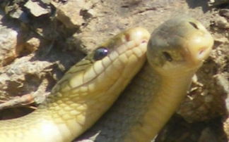 探秘难得一见的动物性爱 双蛇缠绕交配过程 1 科学探索 光明网