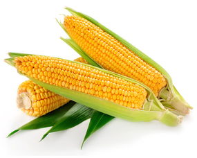 玉米改革见成效,小麦稻谷的最低收购价会取消吗