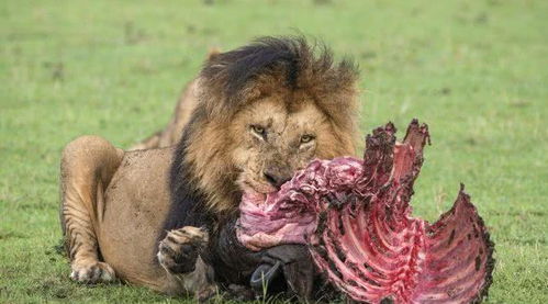 为什么人类只吃牛羊这样的食草动物,而不吃狮子老虎呢